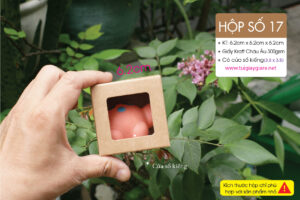 Hộp 17: Hộp vuông size mini